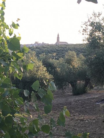 Paisaje de esparrago